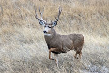 Mule buck approaching a doe.