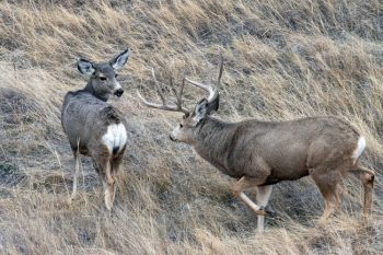 Mule buck with his doe.