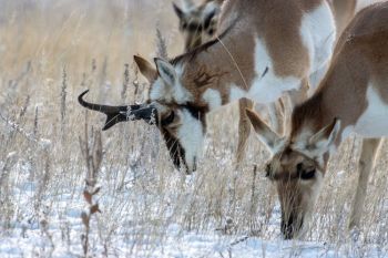 Pronghorn grazing at Custer State Park.