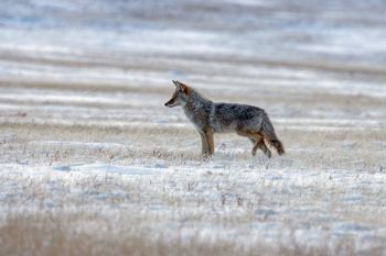 Coyote in a Wind Cave prairie dog town.