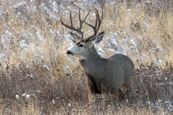 Mule buck at Wind Cave National Park.