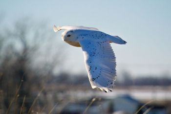 Snowy owl, Day County.