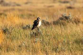 Short-eared owl on a May morning in Butte County.