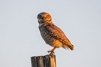 Burrowing owl along the Bad River Road in Stanley County.