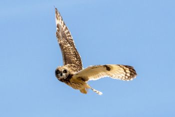 Short-eared owl that I accidently flushed in the Conata Basin south of the Badlands.