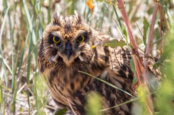 A fledgling short-eared owl that was the object of the previous owl’s attention.