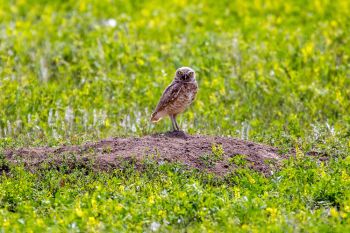 Burrowing owl on a prairie dog mound at Badlands National Park in July.