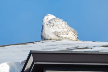 2018 snowy owl resting on an apartment building in northwest Sioux Falls.