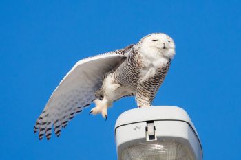2018 snowy owl stretching on a light pole in northwest Sioux Falls.