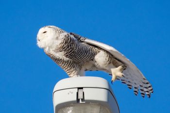 2018 snowy owl stretching on a light pole in northwest Sioux Falls.