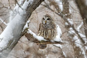 Barred owl in the snow, Big Sioux Recreation Area.