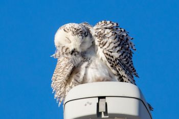 2018 snowy owl preening, northwest Sioux Falls.