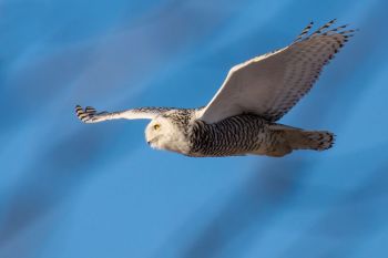 2018 snowy owl on the wing, northwest Sioux Falls.