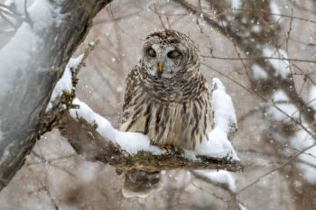 Sleepy barred owl, Big Sioux Recreation Area.