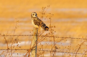 Short-eared owl in the evening light, Brookings County.