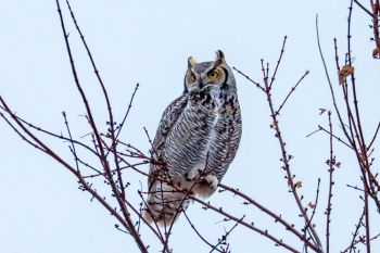 Great horned owl on my block in northwest Sioux Falls.