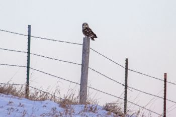 Short-eared owl in Deuel County.