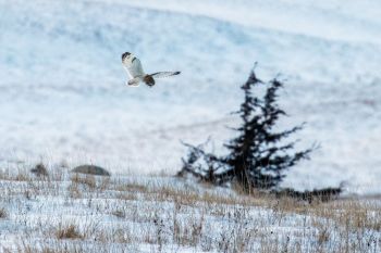 Short-eared owl on the prowl in Deuel County.