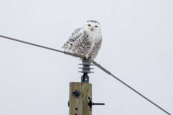 Snowy owl number one in rural Spink County.
