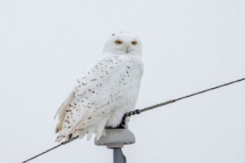Snowy owl number two in rural Spink County.