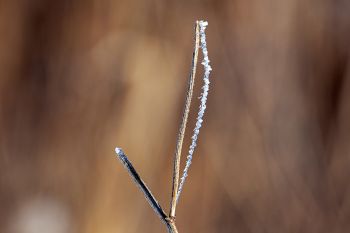 Frost about to fall from a grass stalk during a January thaw at Good Earth State Park.