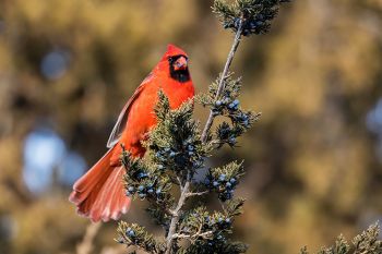 Northern cardinal in the cedar trees above Newton Hills State Park horse camp.