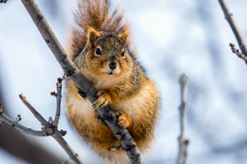 A curious (and quite plump) squirrel at the Big Sioux Recreation Area.