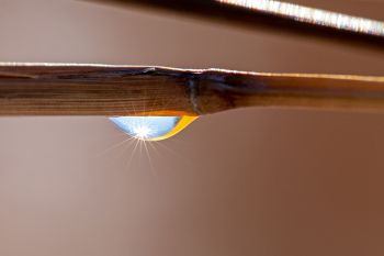 January thaw seen in a melted droplet of what used to be frost at Good Earth State Park.