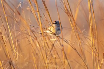 American tree sparrow at Good Earth State Park.