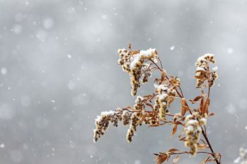 Snowfall at the Big Sioux Recreation Area.