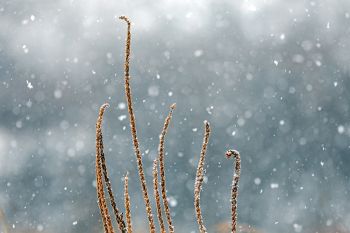 Snowfall at the Big Sioux Recreation Area.