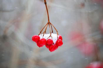 Colorful berries along a Big Sioux Recreation Area trail.