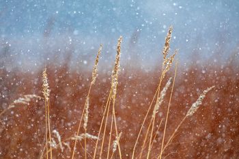 Snowfall at the Big Sioux Recreation Area.