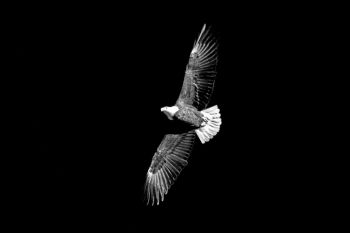 Bald Eagle rendered in black and white above the Big Sioux River.