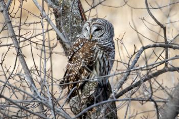 Barred Owl at Big Sioux Recreation Area.