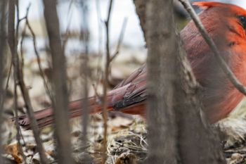 Cardinal’s tail feathers at Big Sioux Recreation Area.