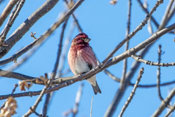 Purple Finch at the Dells of the Big Sioux.