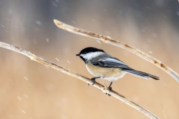 Black-capped chickadee at Good Earth State Park.