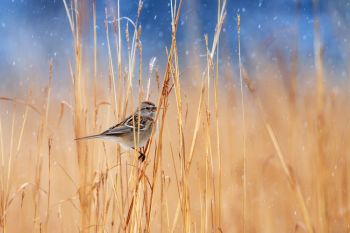 Tree Sparrow at Good Earth State Park.