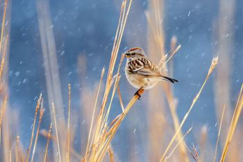 Tree Sparrow at Good Earth State Park.