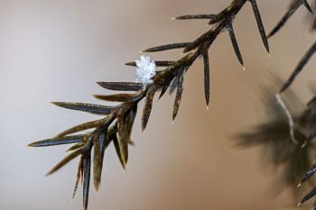 Single snowflake on evergreen at Big Sioux Recreation Area.