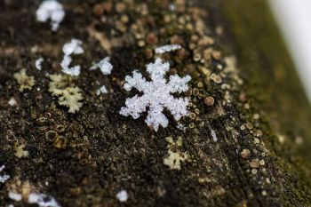 Snowflake on wood bridge at Big Sioux Recreation Area.