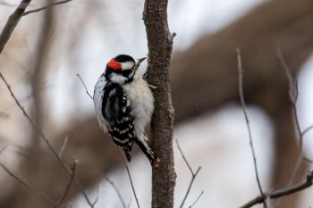 Downy woodpecker working hard at Big Sioux Recreation Area.