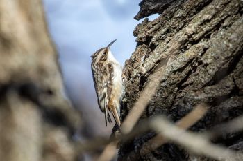 Brown creeper at Palisades State Park.