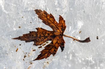 Autumn leaf frozen in the ice of the Big Sioux River.