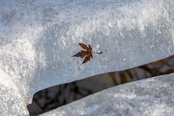 Autumn leaf frozen in the ice of the Big Sioux River.