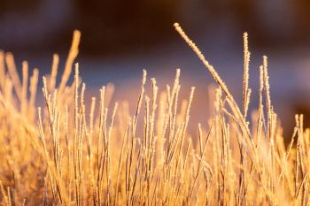 Dawn&rsquo;s light on tall grass at Wind Cave National Park.