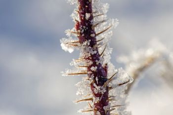Jack Frost&rsquo;s handiwork at Wind Cave National Park.