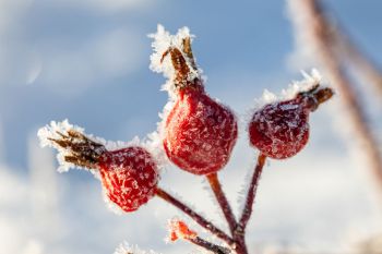 Frosty rose hips at Wind Cave National Park.