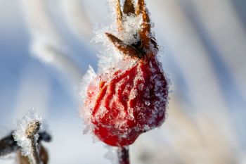 Frosty rose hips at Wind Cave National Park.